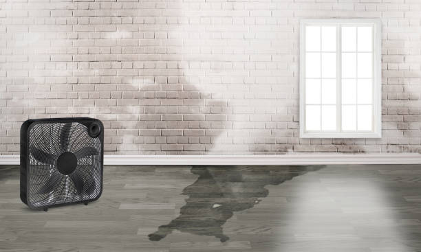 Best Local water damage restoration  in South Cleveland, TN